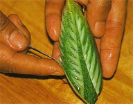 सब्जियों और फलों से नक्काशी?