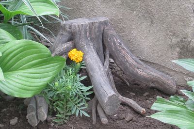 अपने स्वयं के हाथों से बेल से फूलदान करें