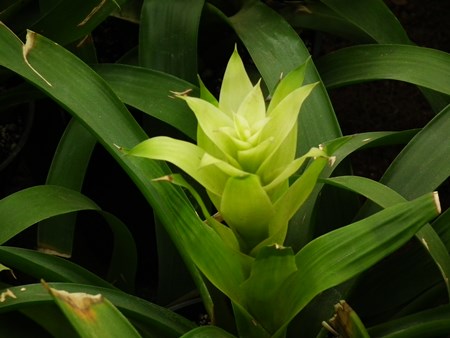 Guzmania: कैसे प्रजनन के मौसम की देखभाल के लिए Guzmania: कैसे प्रजनन के मौसम की देखभाल के लिए