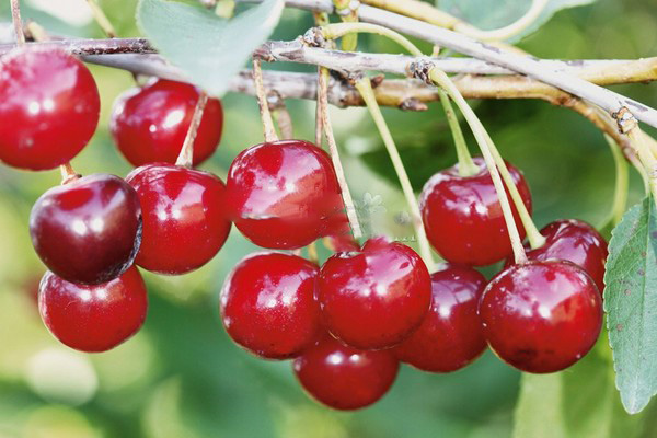 चेरी का सबसे अच्छा किस्म - तस्वीर के साथ वर्णन