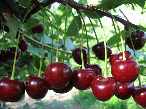 चेरी का सबसे अच्छा किस्म - तस्वीर के साथ वर्णन