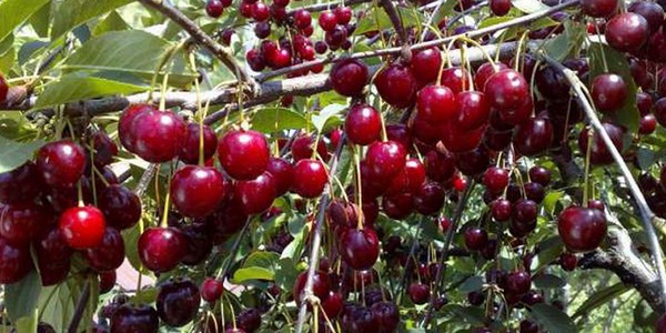 चेरी का सबसे अच्छा किस्म - तस्वीर के साथ वर्णन