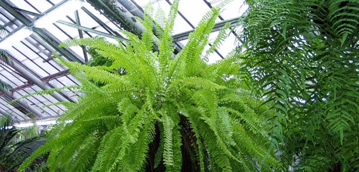 Nephrolepis - आकर्षक घर फ़र्न