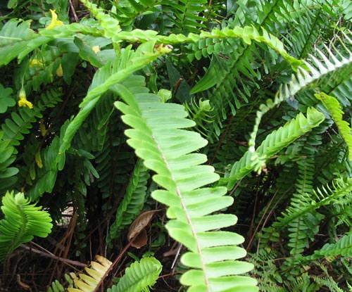 Nephrolepis: घर की देखभाल