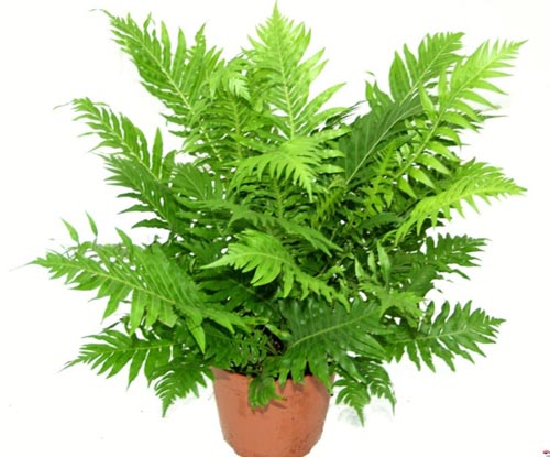 Nephrolepis। प्रजनन