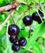 कुरकुरा कटौती: काले currant कुरकुरा कटौती: काले currant