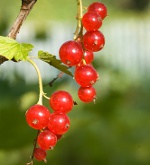 Currant trimming: लाल और सफेद currants