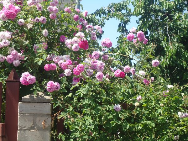 चढ़ाई के लिए रोपण और देखभाल गुलाब