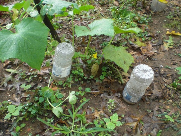जिमिक्स माली: खुले मैदान और ग्रीनहाउस में खीरे के पानी के नियम