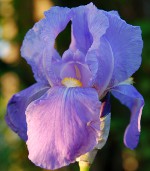 रोपण irises