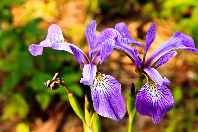 रोपण irises