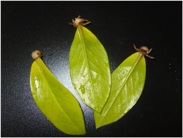 एक पैसा पेड़ के युवा पत्ते