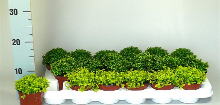 Selaginella: देखभाल