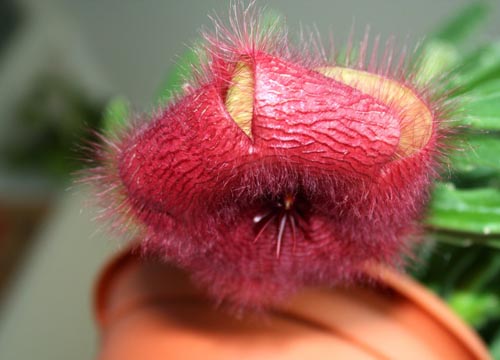 स्टेपेलिया: घर पर उचित देखभाल, सुंदर फूलों के फोटो