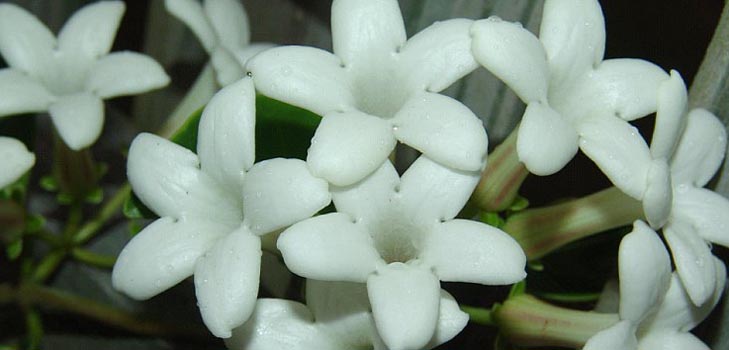 स्टेफ़नोटिस: देखभाल और फोटो
