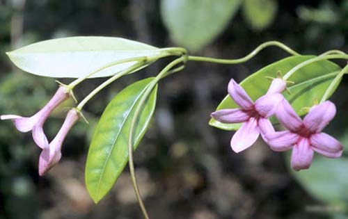 मेडागास्कर की चमेली का प्रत्यारोपण