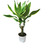 के लिए देखभाल dracaena के लिए देखभाल dracaena
