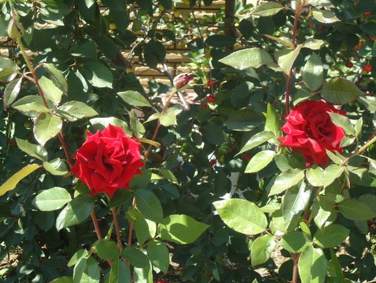 ठीक से उद्यान गुलाब की देखभाल कैसे करें