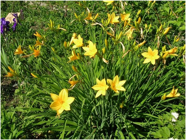 प्रजनन daylily