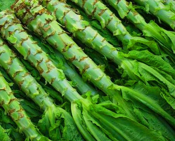 सिद्धांत और व्यवहार में उपयोगी सलाद, उपयोगी सलाह और सिफारिशें