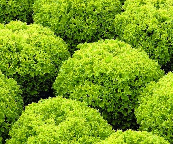 सिद्धांत और व्यवहार में उपयोगी सलाद, उपयोगी सलाह और सिफारिशें
