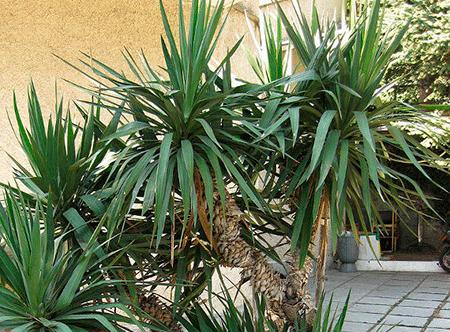 घर पर यूक्का: देखभाल और प्रजनन