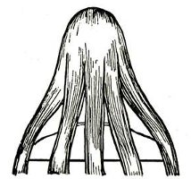 कैसे एक scythe चोटी करने के लिए? कैसे एक scythe चोटी करने के लिए?