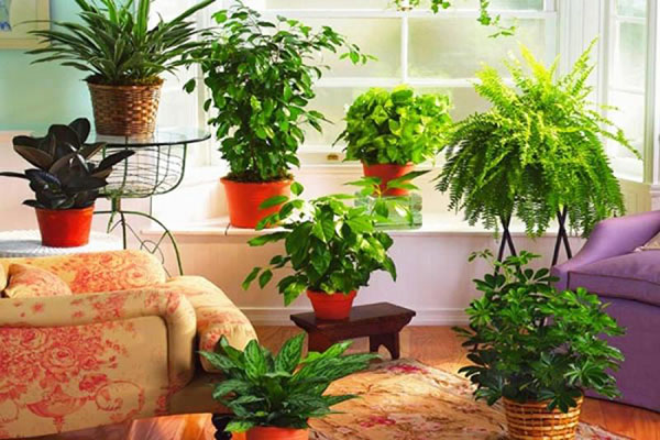 ये पौधे आपको और आपके घर की आंखों की रक्षा करेंगे: खराब होने से वनस्पति ताबीज