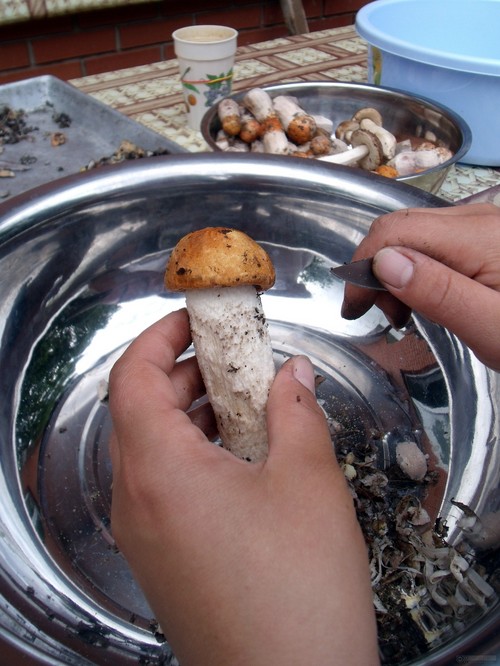 मशरूम को साफ कैसे करें: व्यावहारिक सुझाव