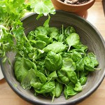 कैसे सर्दियों के लिए sorrel खरीद करने के लिए?