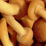 शीतकाल के लिए जमे हुए शहद का एगरिक्स
