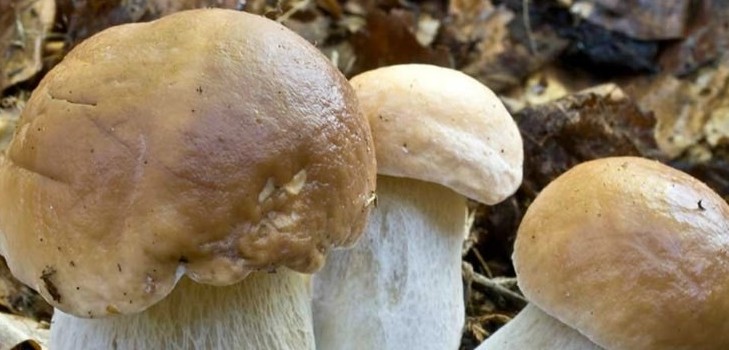कैसे सूप के लिए सफेद मशरूम पकाना और संरक्षण