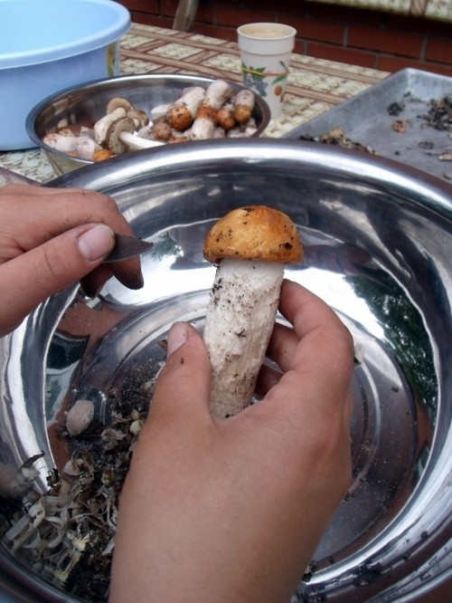 कैसे सूप के लिए सफेद मशरूम पकाना और संरक्षण