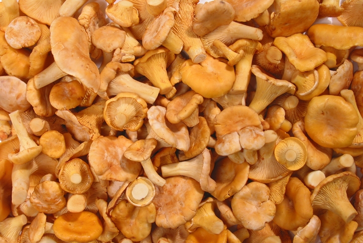 कैसे ओवन में सर्दियों के लिए chanterelles सूखने के लिए, के रूप में कड़वा होना नहीं है
