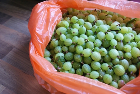 गोशेबेरी के मिश्रण को कैसे उबाल लें