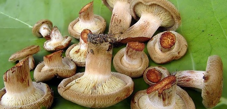 सर्दी के लिए सोल मशरूम सूअर