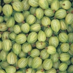 कैसे gooseberries स्थिर करने के लिए