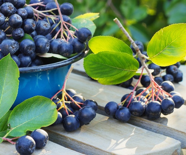 Chokeberry ashberry से अवनत करें