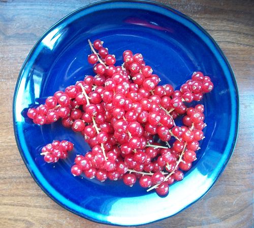 जेली लाल currant से