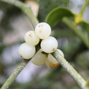 घर के लिए क्रिसमस की सजावट घर के लिए क्रिसमस की सजावट