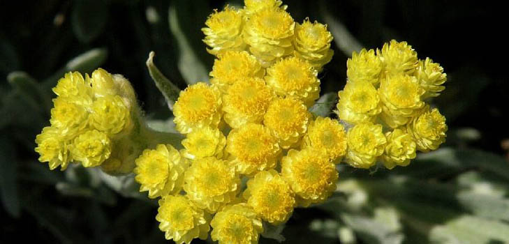 चिकित्सीय गुण और immortelle के आवेदन (फोटो के साथ)