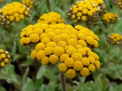 चिकित्सीय गुण और immortelle के आवेदन (फोटो के साथ)