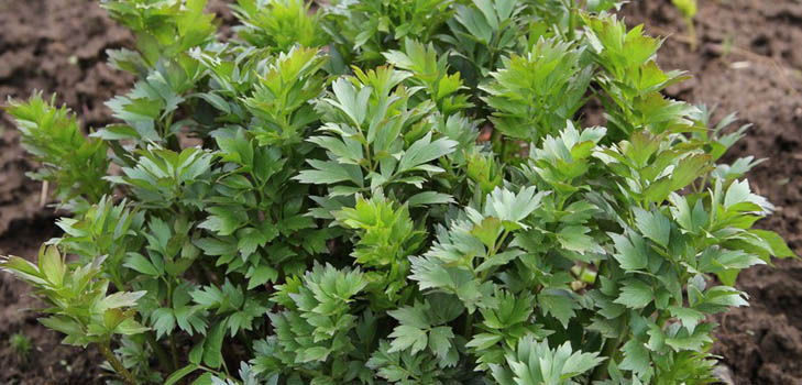 लुबिस्तोक: औषधीय गुण, फोटो, व्यंजन