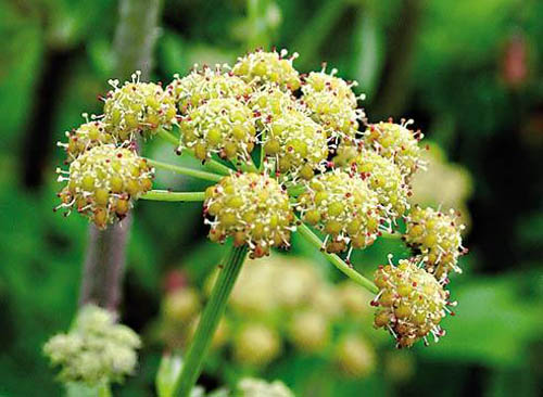 लुबिस्तोक: औषधीय गुण, फोटो, व्यंजन
