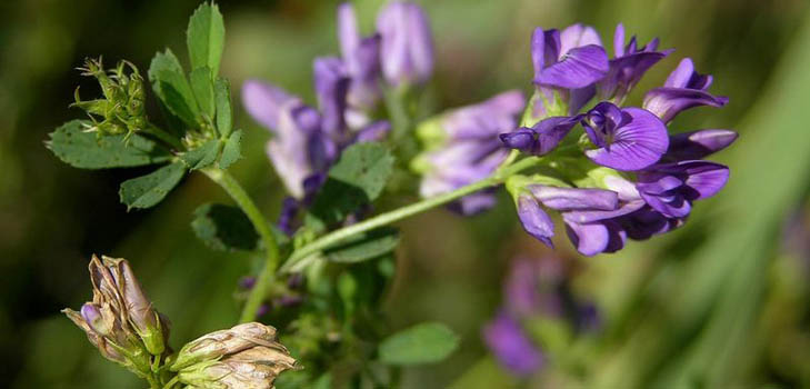 ल्यूसर्न: उपयोगी गुण, फोटो, व्यंजनों