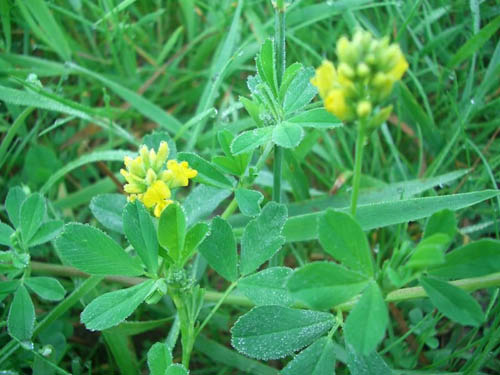 ल्यूसर्न: उपयोगी गुण, फोटो, व्यंजनों