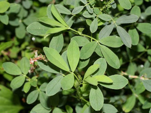 ल्यूसर्न: उपयोगी गुण, फोटो, व्यंजनों