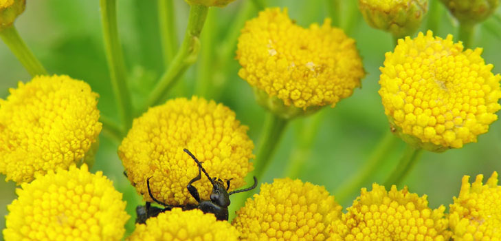 Tansy: औषधीय गुण, लोक चिकित्सा में आवेदन