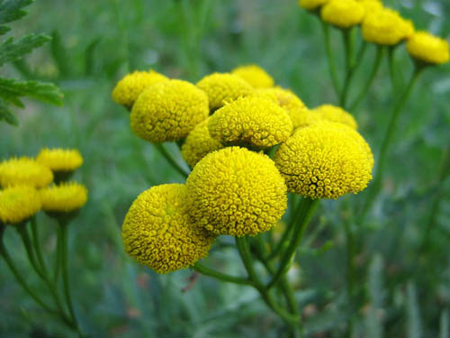 Tansy: औषधीय गुण, लोक चिकित्सा में आवेदन