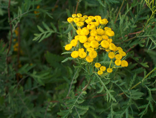 Tansy: औषधीय गुण, लोक चिकित्सा में आवेदन